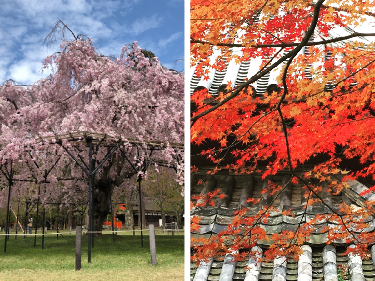 桜の写真は「上賀茂神社」、紅葉は「善峰寺」です。
