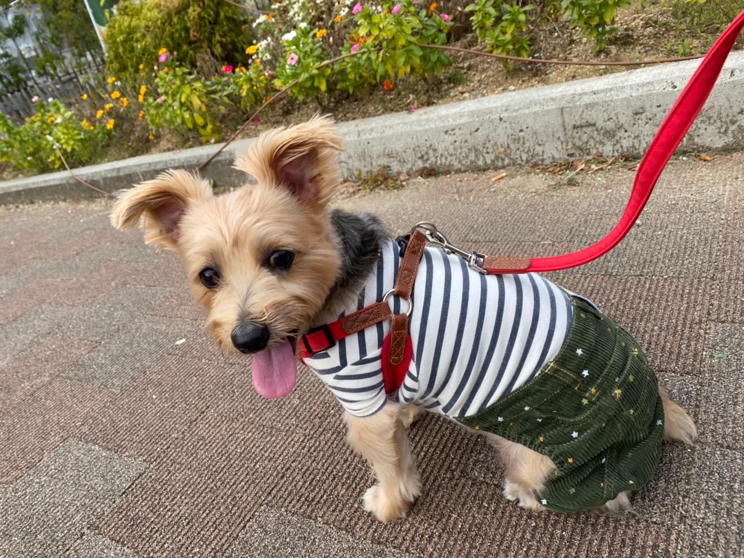 愛犬と公園に行った際の写真です