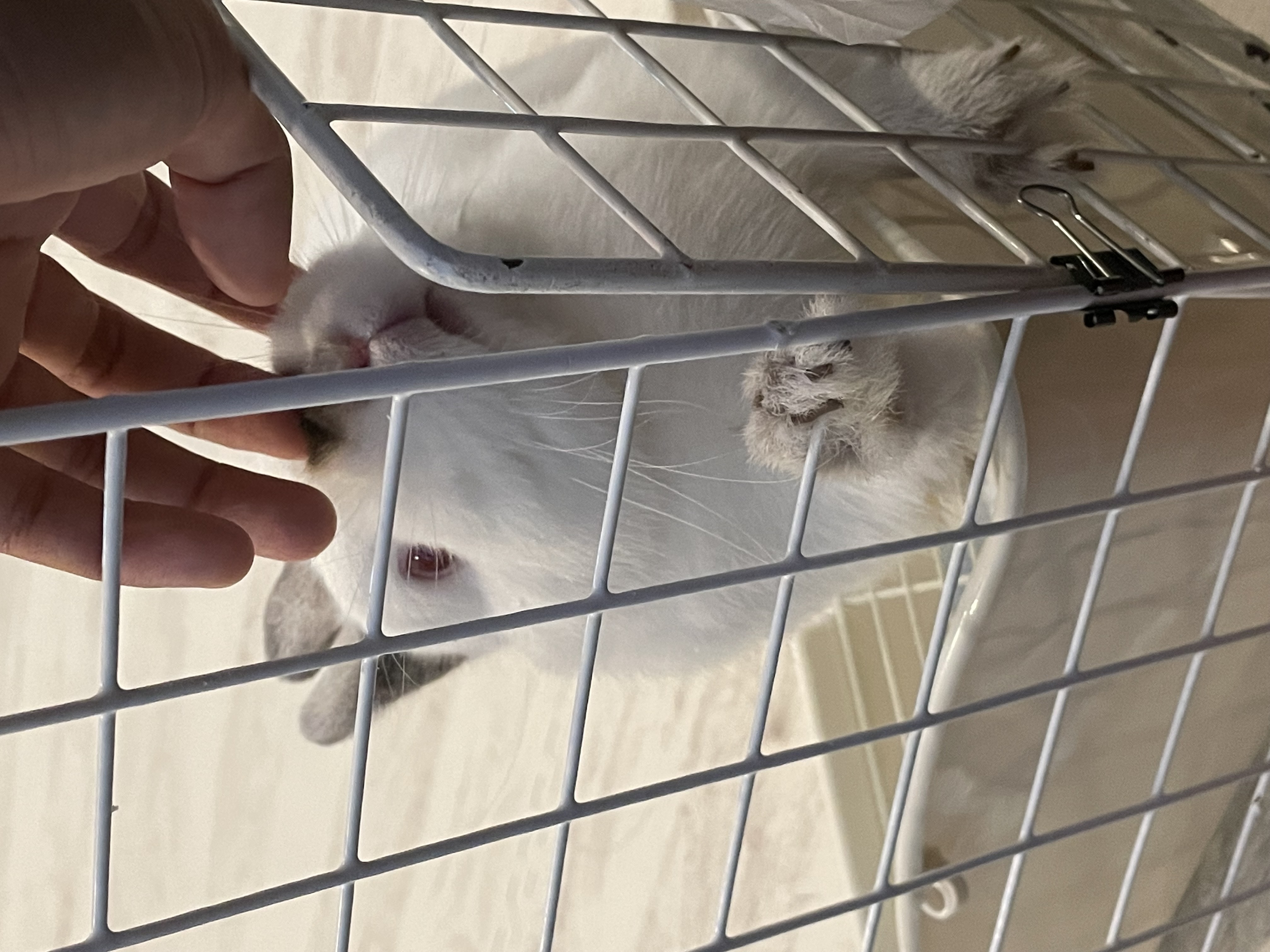 飼育しているウサギ（他にもいます）